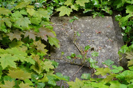 Bad Godesberg